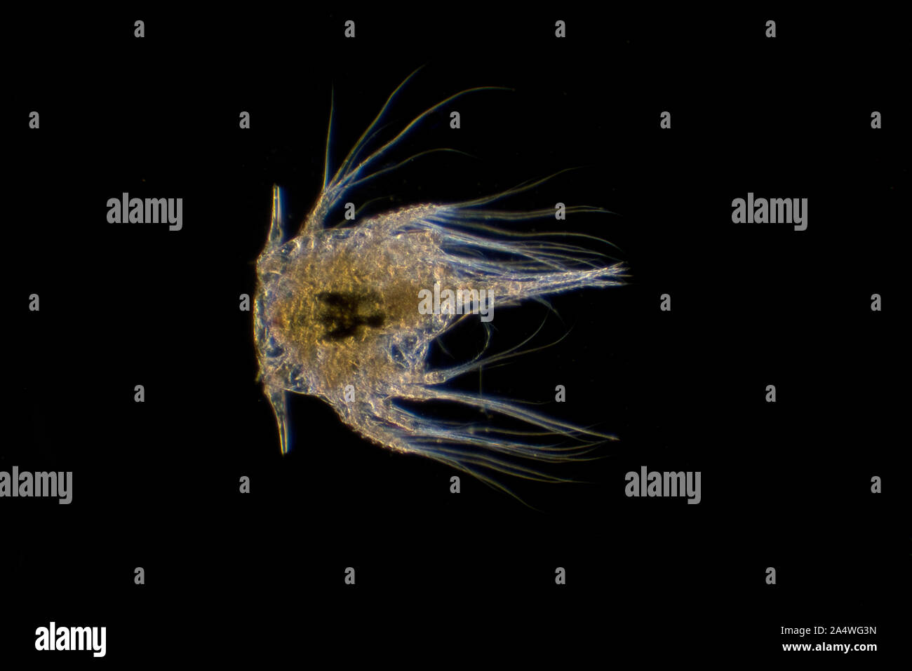 Percebe larvas Nauplius larva de Elminius modestus, microscópico, iluminación de campo oscuro Foto de stock