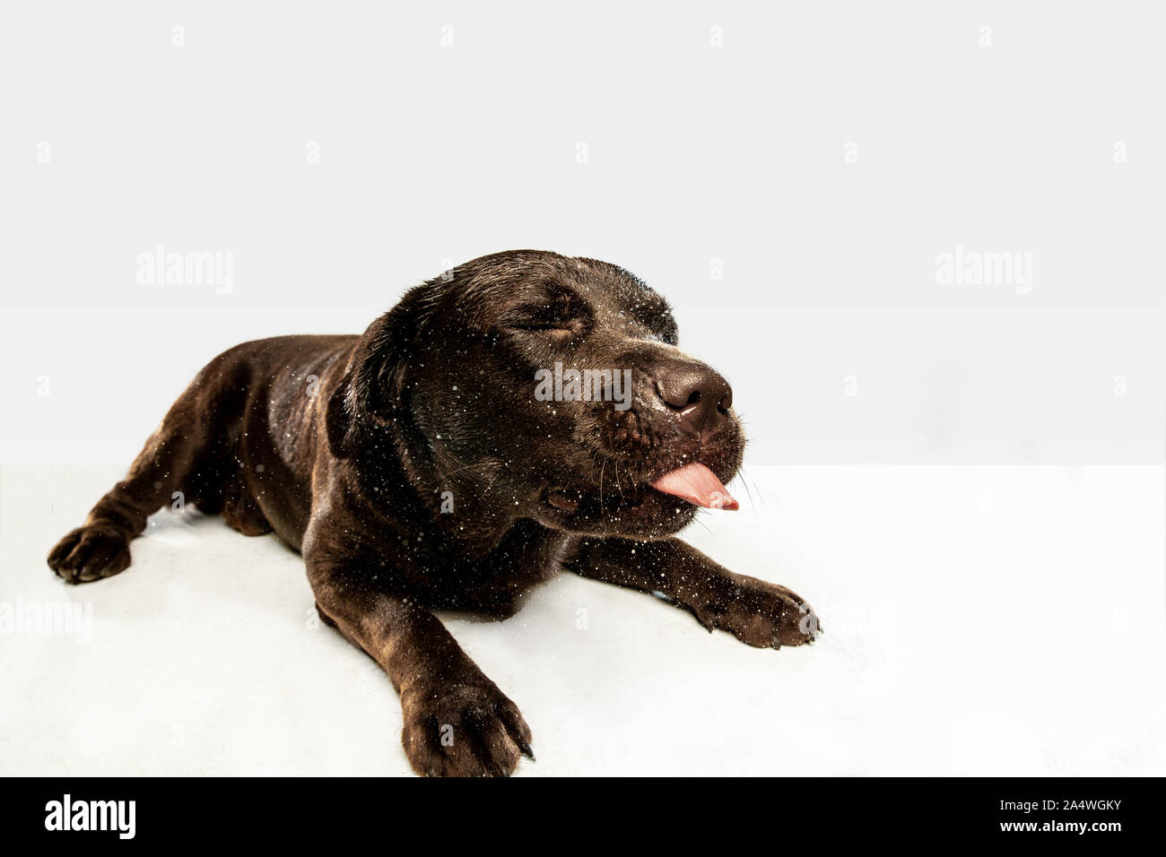 Cachorro labrador negro y adulto fotografías e imágenes de alta resolución  - Página 5 - Alamy