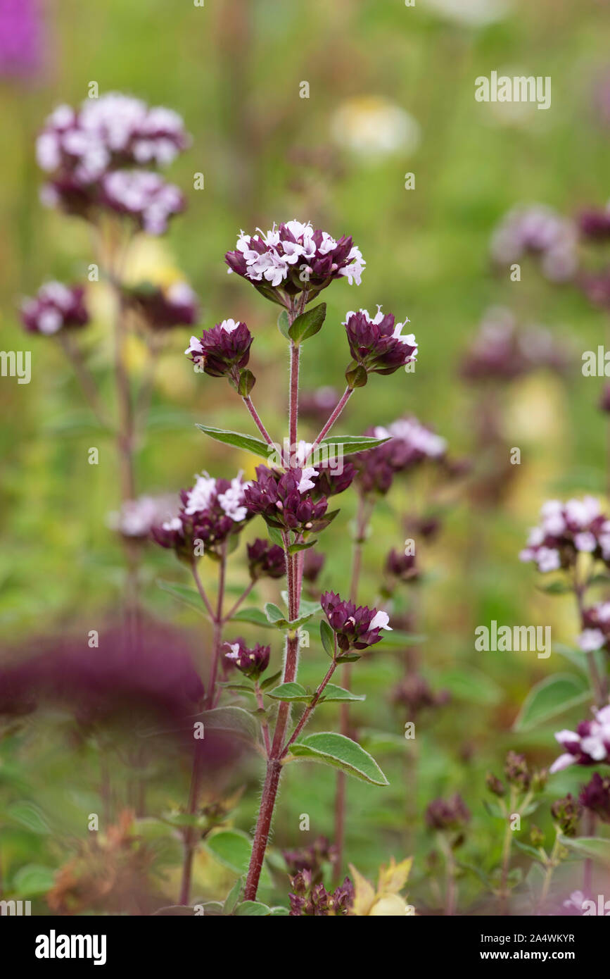 Orégano silvestre flor, Origanum vulgare, Lullingstone Country Park, Kent, UK, las mismas hierbas aromáticas como orégano Foto de stock