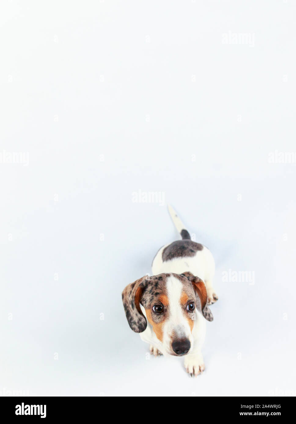 Pequeña salchicha teckel doxie lindo perrito mirando gracioso en el fondo completamente blanco. Foto de stock