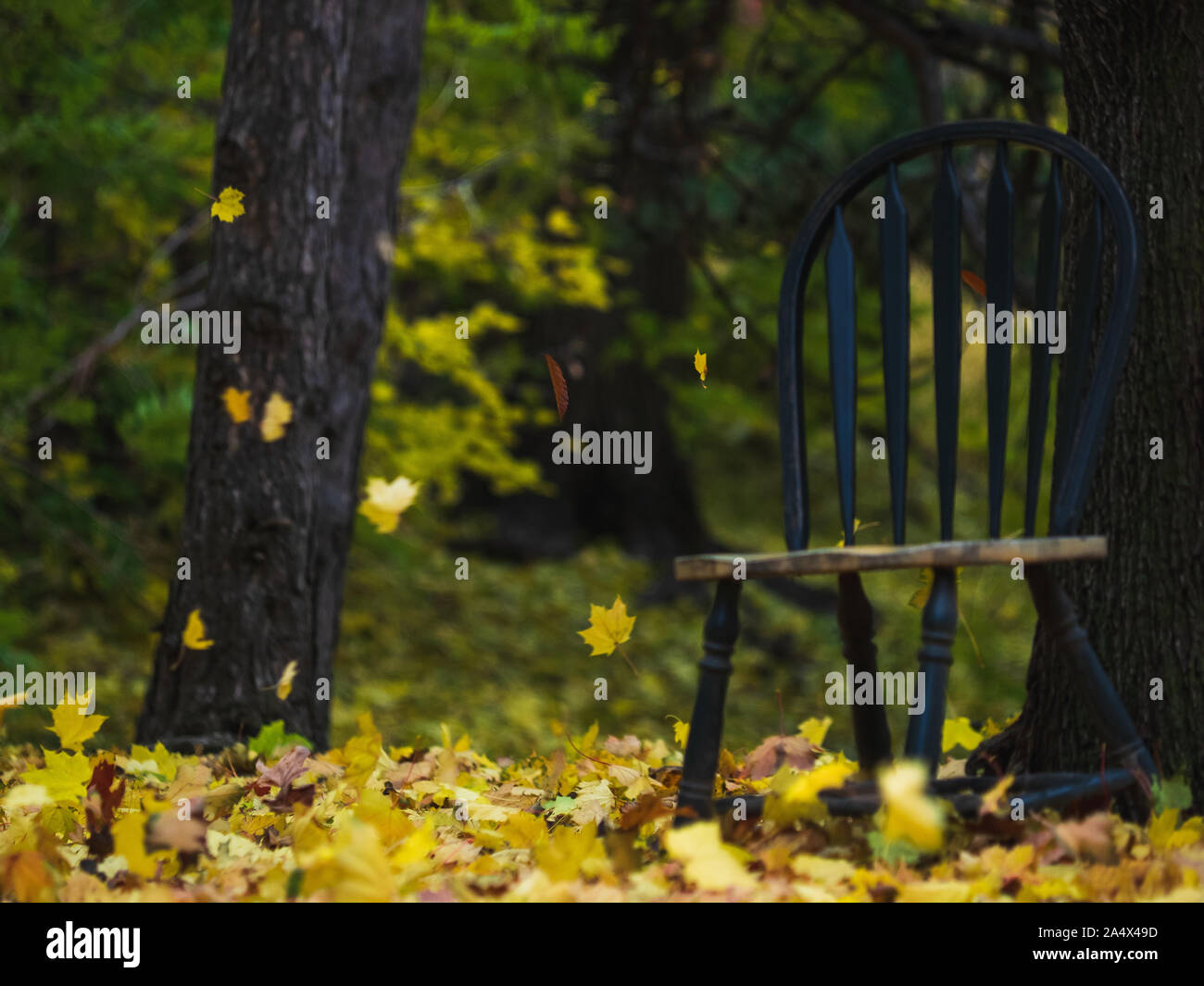 Sillón verde está sentado afuera como árbol de arce amarillo dorado deja volar en el otoño pasado. Foto de stock