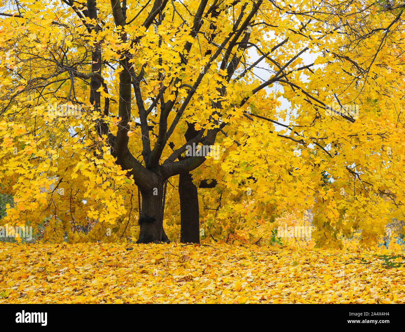 Color amarillo dorado hojas de árbol de arce con ramas largas y una ardilla negra en el tronco del árbol. Foto de stock