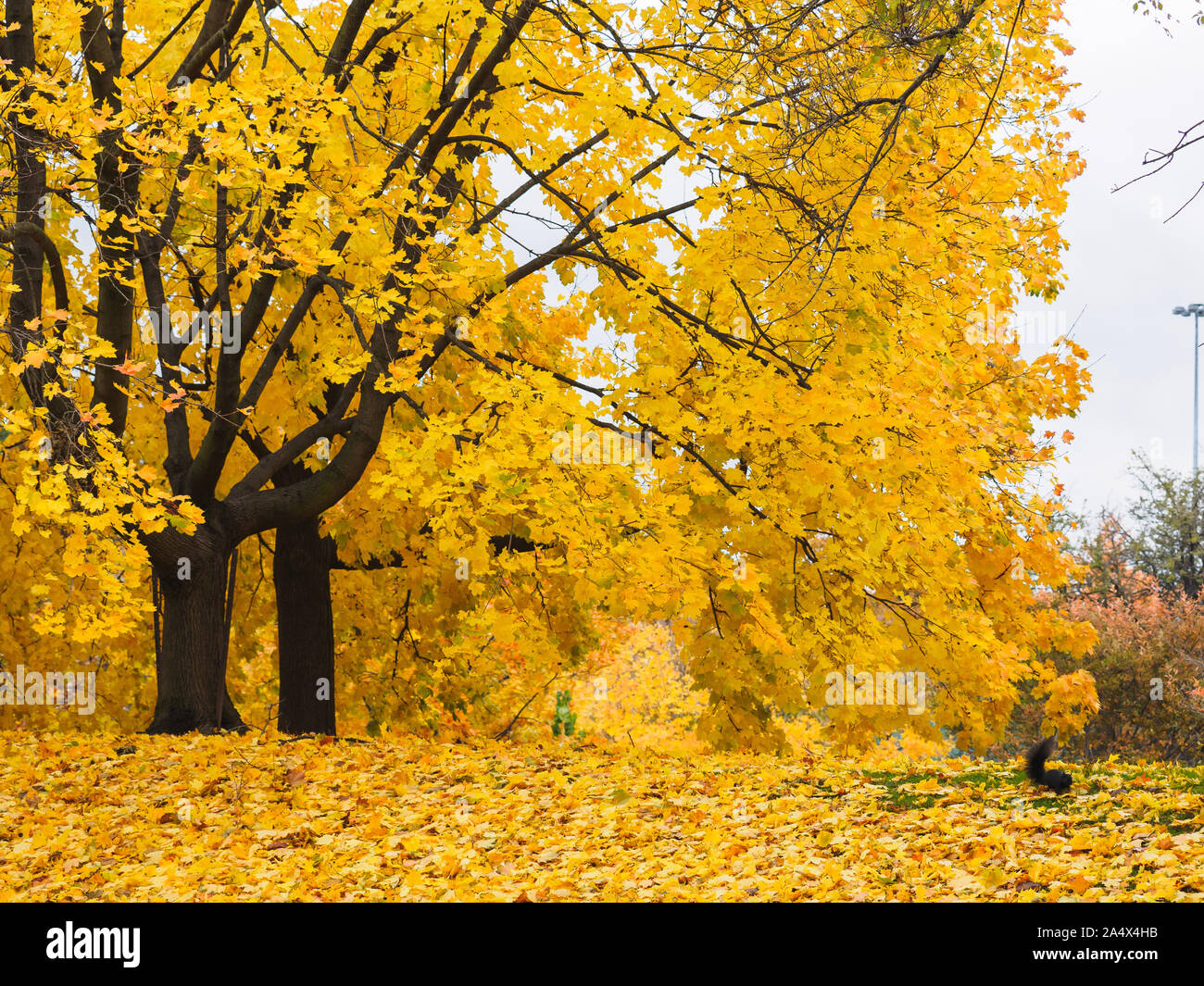 Color amarillo dorado hojas de árbol de arce con ramas largas y una ardilla negra que se ejecuta en el suelo. Foto de stock