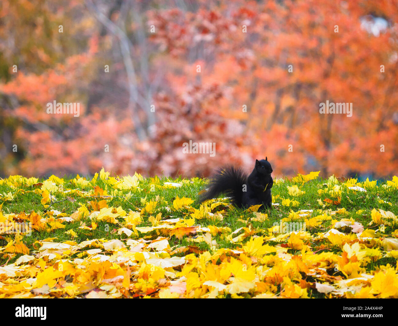 Mono Ardilla negra sentada sobre el césped en el otoño. Hojas de color rojo y amarillo en el fondo hojas de arce de azúcar en el primer plano. Foto de stock