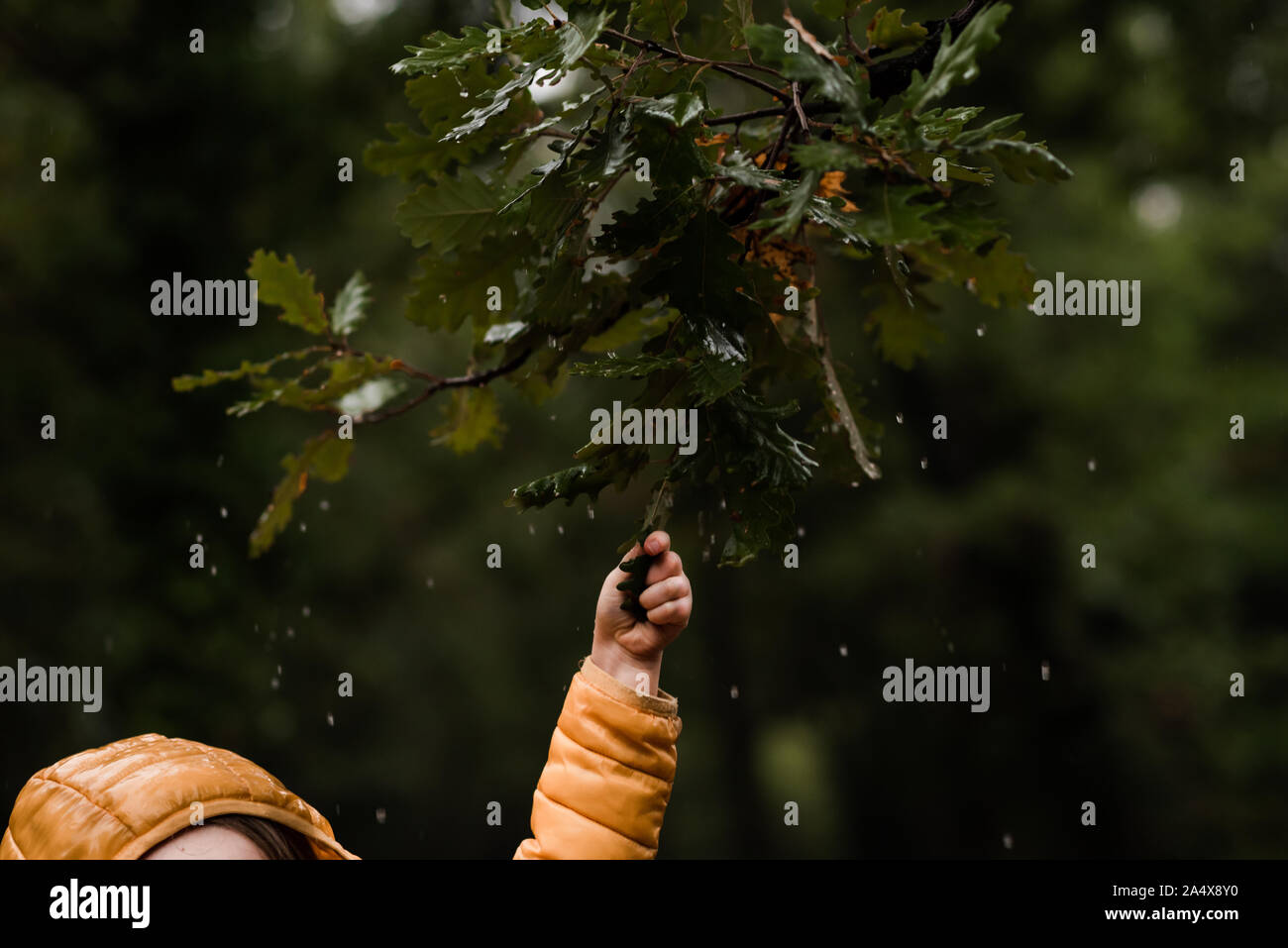 Sacudidas de la mano del niño rama con gotas de lluvia en el bosque Foto de stock