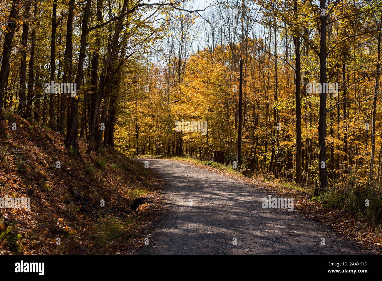 Un camino de tierra serpentea a través de los árboles durante la autumnl Foto de stock