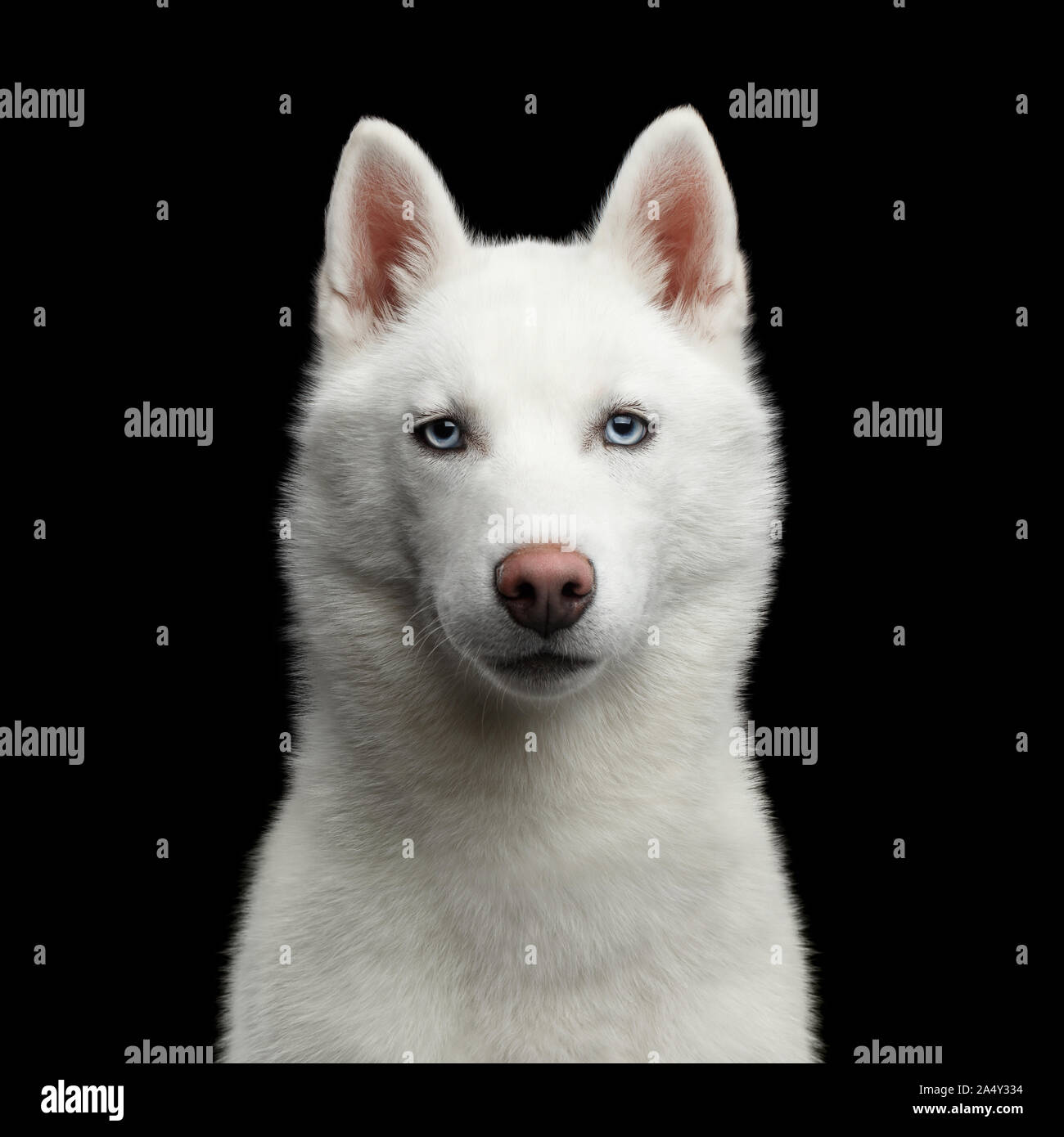 Retrato de Perro Husky siberiano blanco con ojos azules sobre fondo negro  aislado, vista frontal Fotografía de stock - Alamy