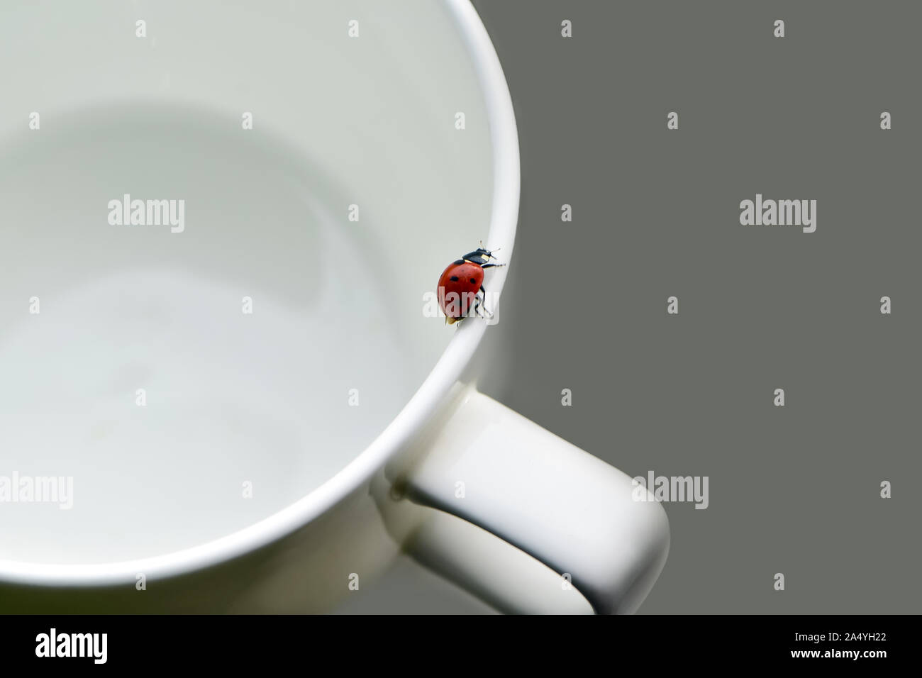 Mañana antecedentes, ladybug arrastrándose sobre una taza de café en la mesa Foto de stock