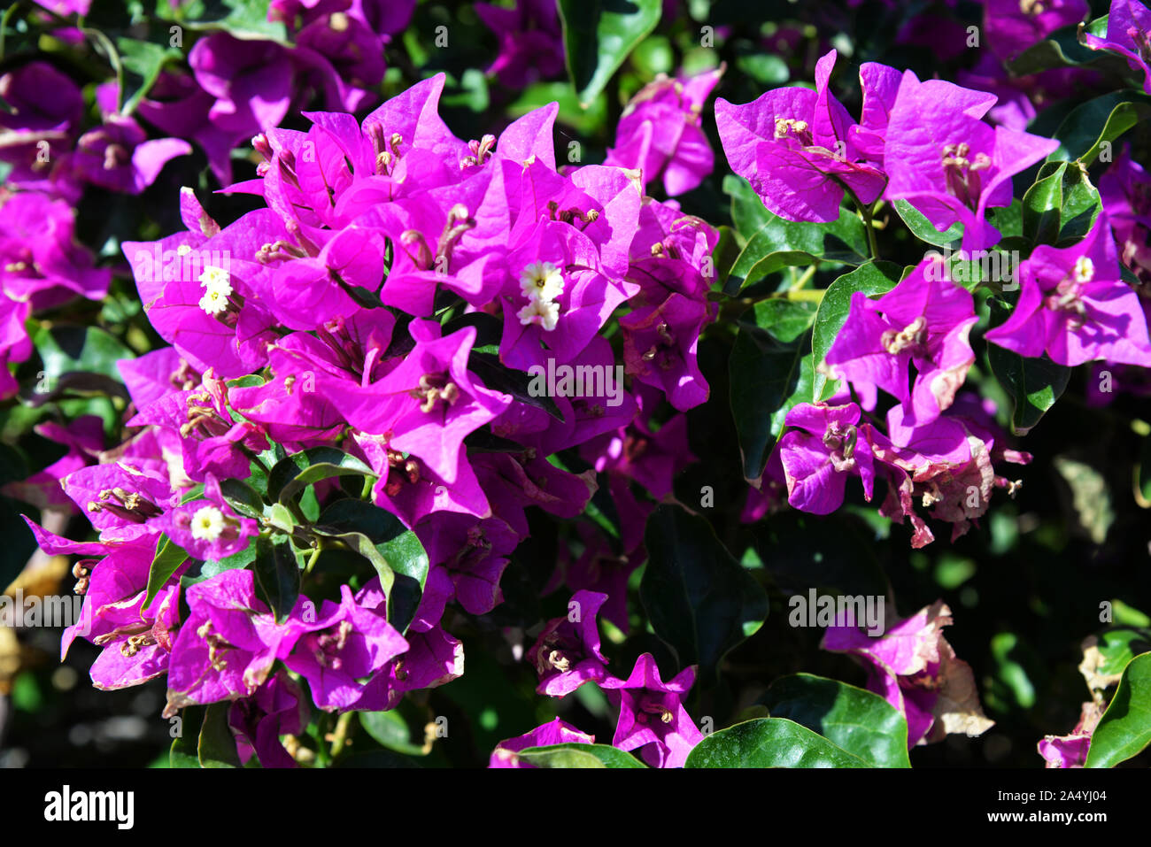 Flores de Buganvilla fucsia Fotografía de stock - Alamy