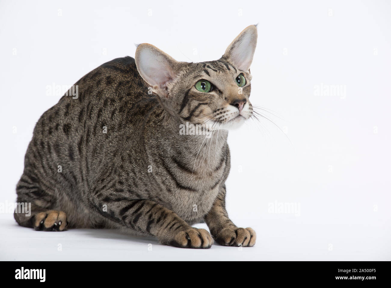 Orientales de pelo corto, gato atigrado manchado, 2 1/2 años de edad, de  sexo masculino Fotografía de stock - Alamy