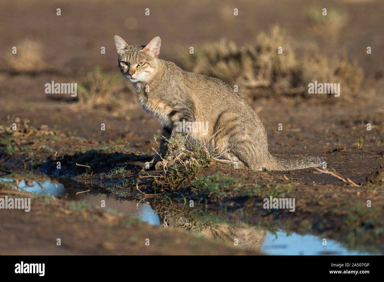 Gato Montés africano (Felis lybica), el Parque Transfronterizo Kgalagadi, Sudáfrica Foto de stock