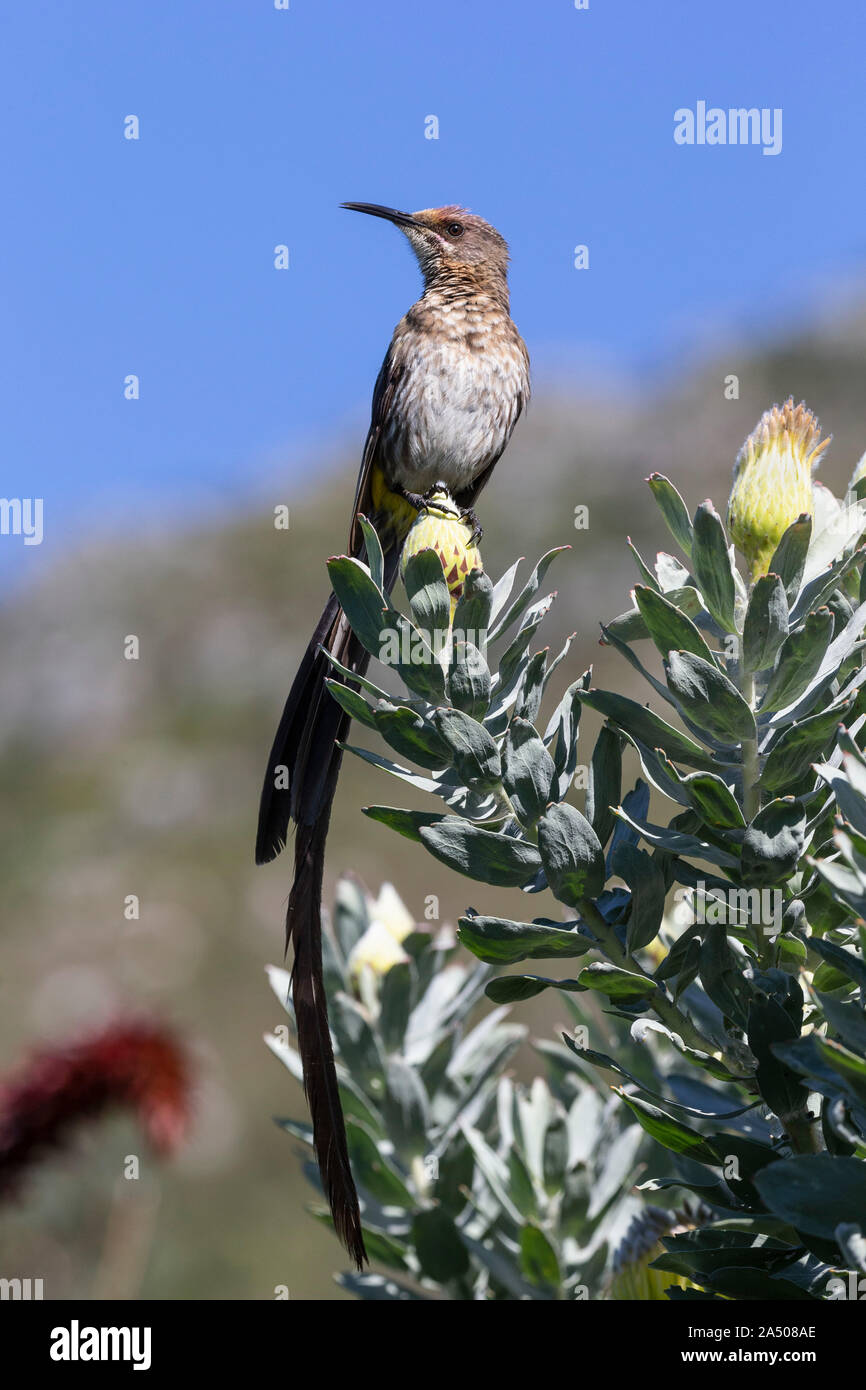 Cape sugarbird (Promerops cafer), el Jardín Botánico Nacional Kirstenbosch, Cape Town, Sudáfrica, Foto de stock