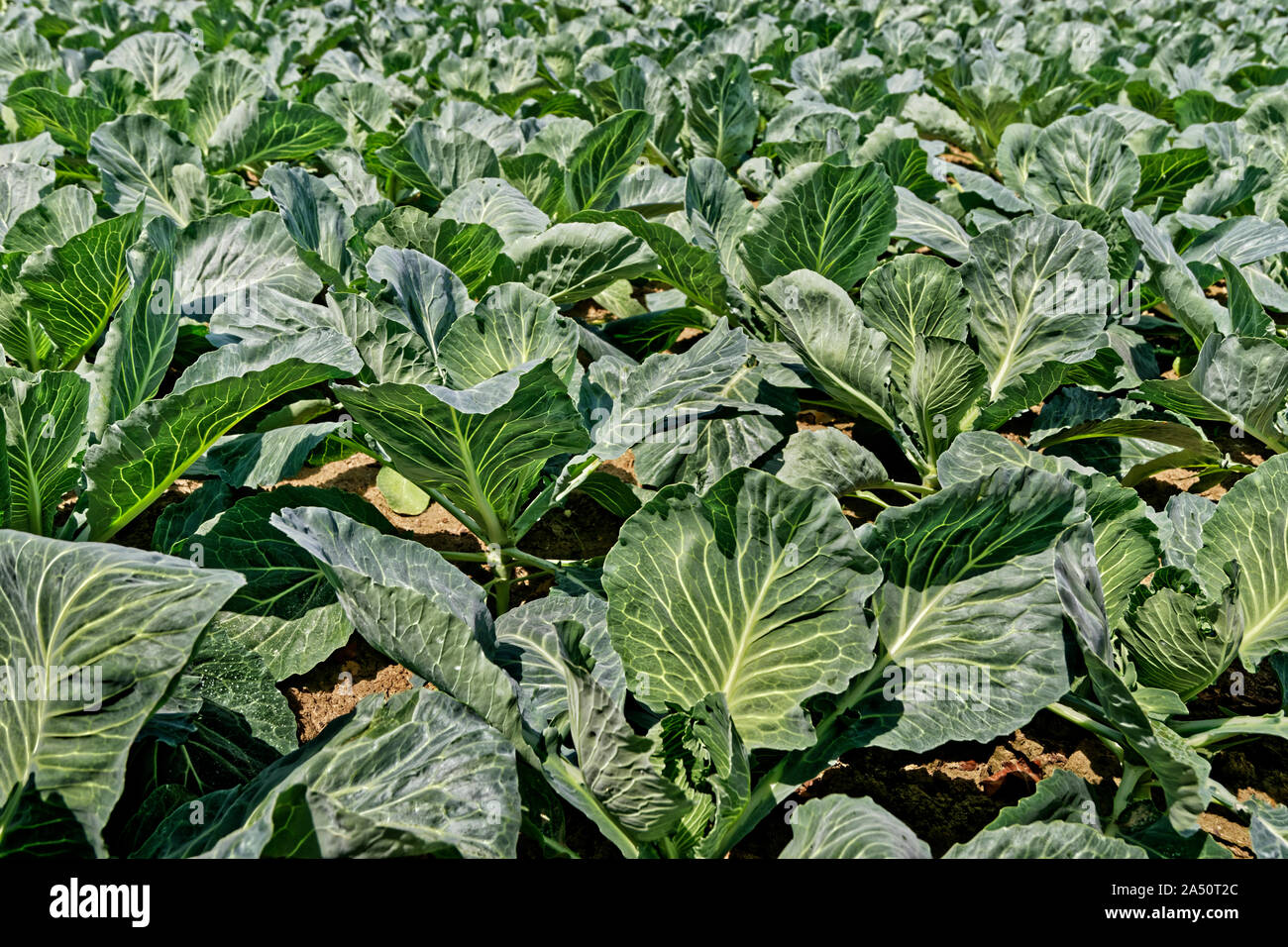Cultivo de brassica de campo fotografías e imágenes de alta resolución
