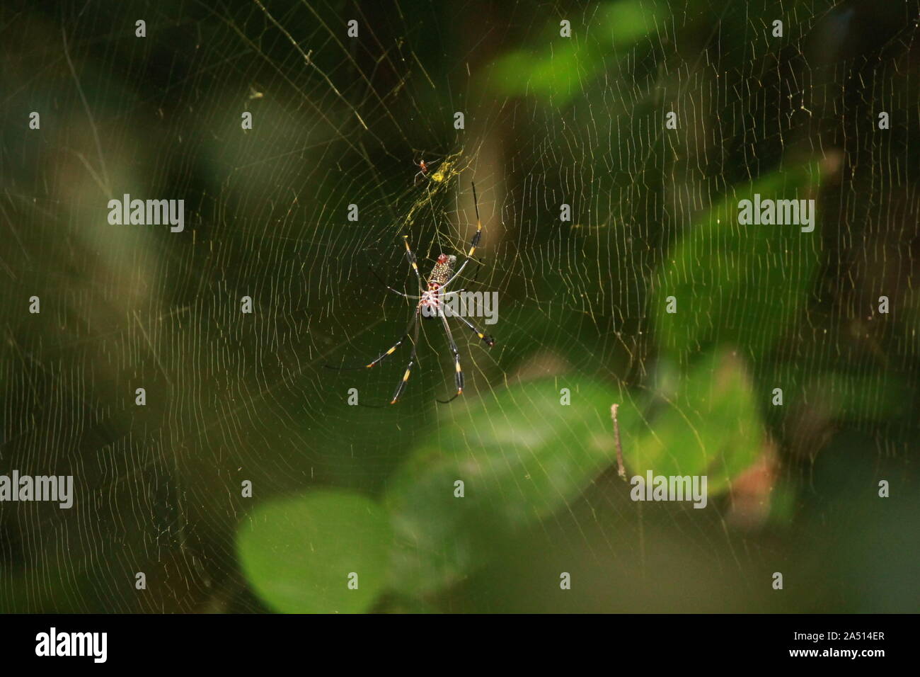 Golden Orb araña en selva (Monteverde) de Costa Rica Foto de stock