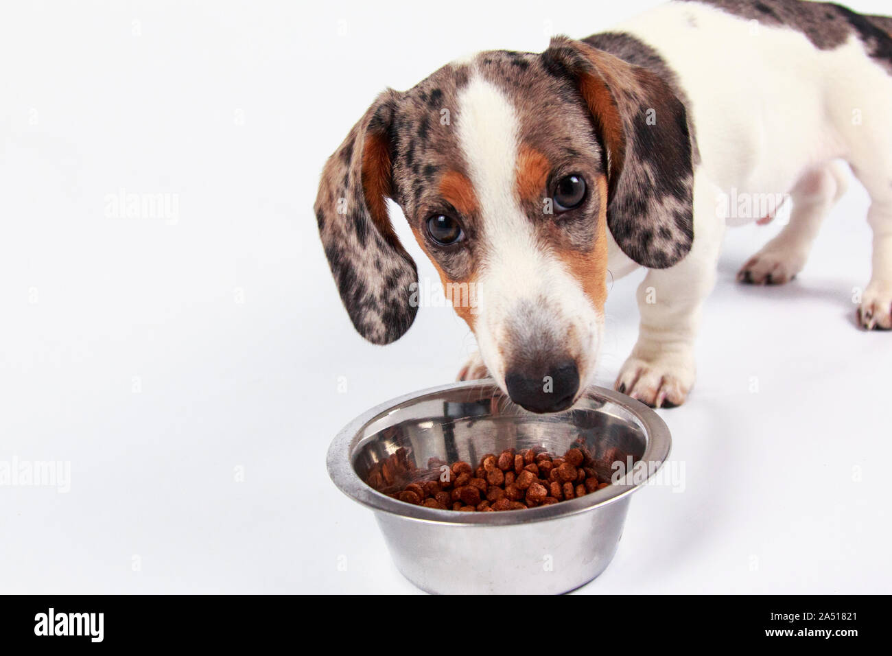 dachshund vitamins for back