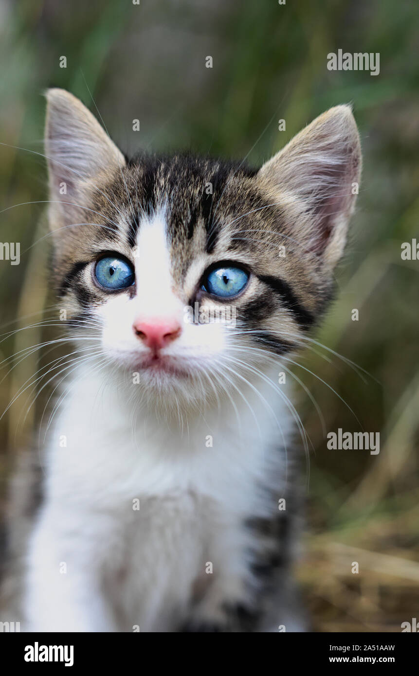Retrato de un precioso gatito rayado con grandes ojos azules intensos Foto de stock