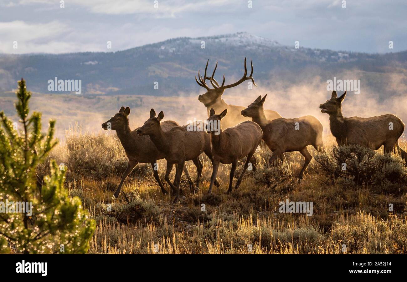 Un toro persigue Elk Elk vacas durante el otoño anual de rutina en el Parque Nacional Gran Tetón en alces, Wyoming. El Elk son parte de la manada elk Jackson, el rebaño más grande que existe en América del Norte. Foto de stock