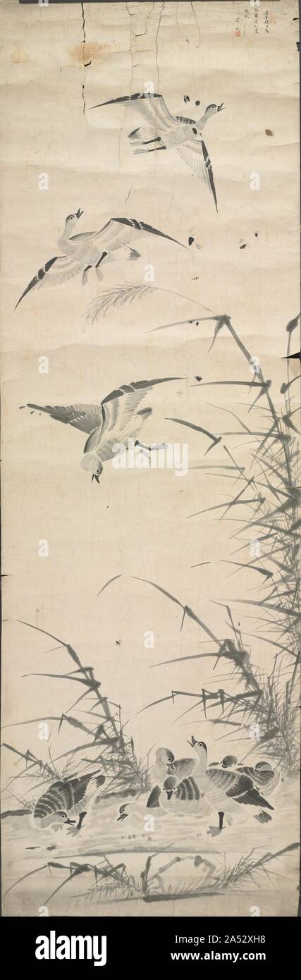 Las ocas salvajes y los juncos, 1392-1910. Foto de stock
