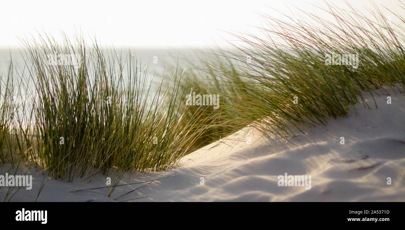 La pasto verde en la playa con poca profundidad de campo y mar de fondo Foto de stock