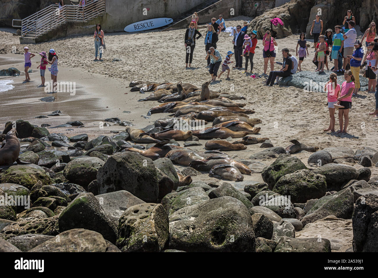 Playa La Jolla San Diego, California, Estados Unidos con gente y leones marinos en el verano Foto de stock