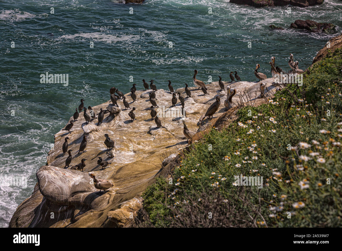 Pelícanos en la rocosa costa cerca de La Jolla, San Diego, California, EE.UU. Foto de stock