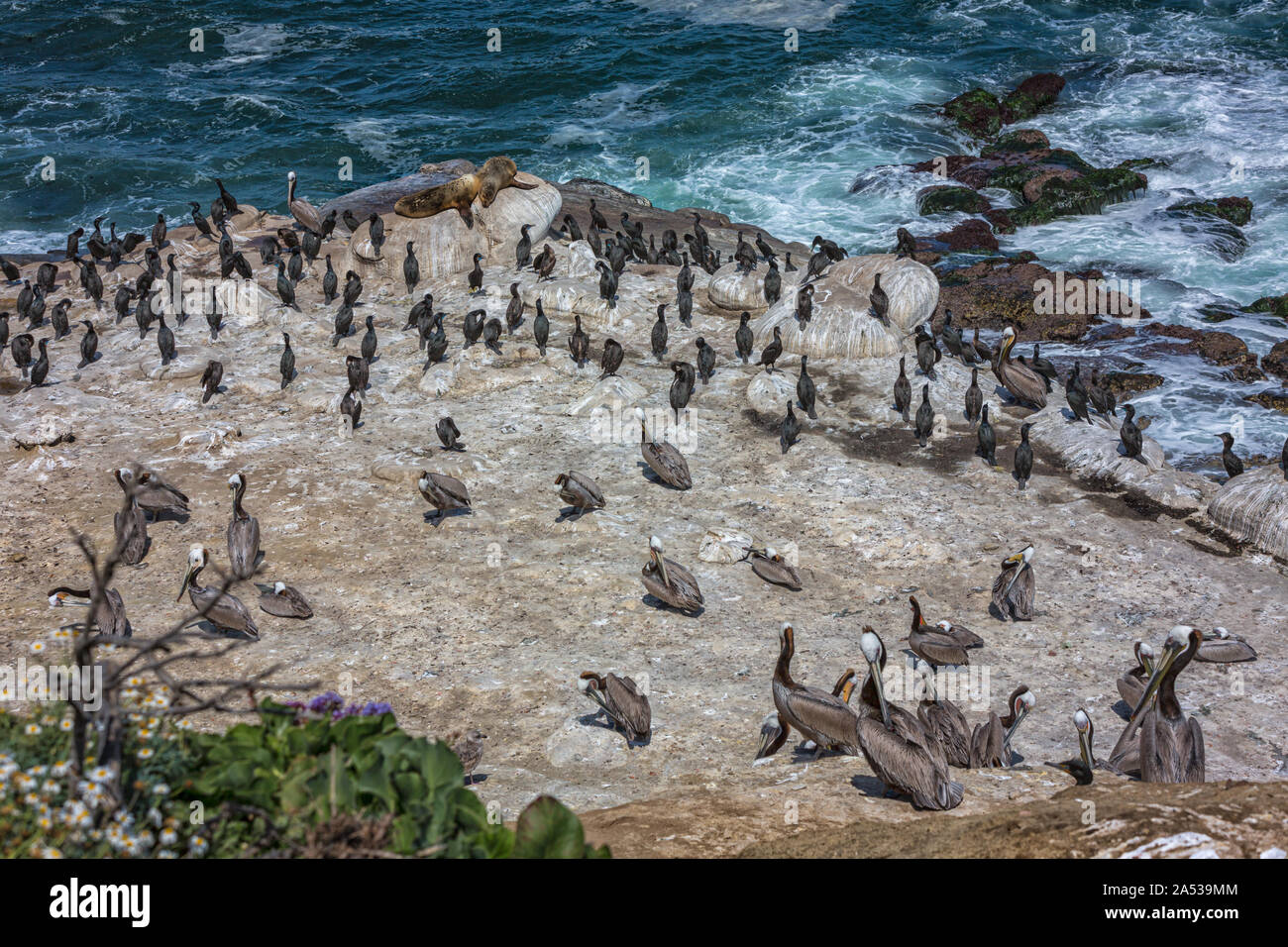 Pelícanos y leones marinos en la costa rocosa cerca de La Jolla, San Diego -California, Estados Unidos Foto de stock
