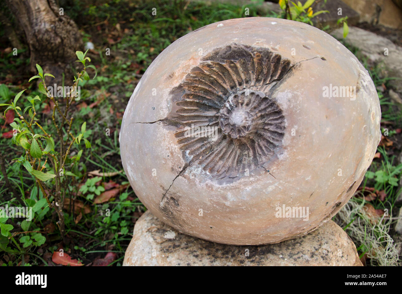 Huella de un fósil de ammonites (Ammonoidea) dentro de una concreción. Villa de Leyva, Colombia Foto de stock