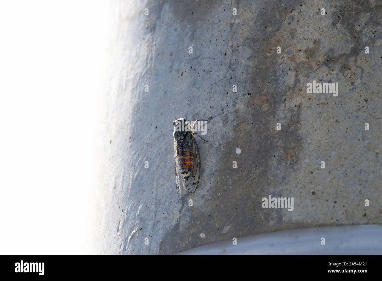 Unión cicada orni en reposo sobre un poste de hormigón en verano en el centro de Italia un bug homopteran con 11 variedades diferentes de manchas en las alas. Foto de stock