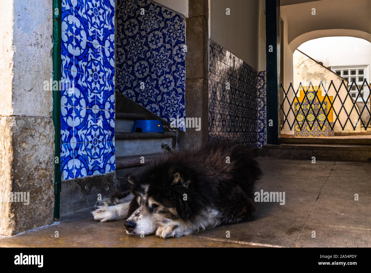 Perro Durmiendo En La Entrada De Una Casa Tipica Portuguesa Con