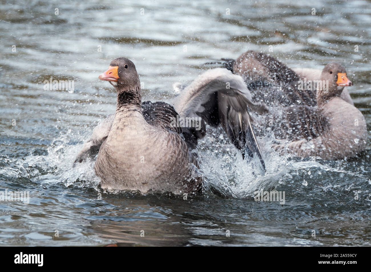 Graylag goose en lago de agua dulce de plumas de limpieza y lavado. Foto de stock