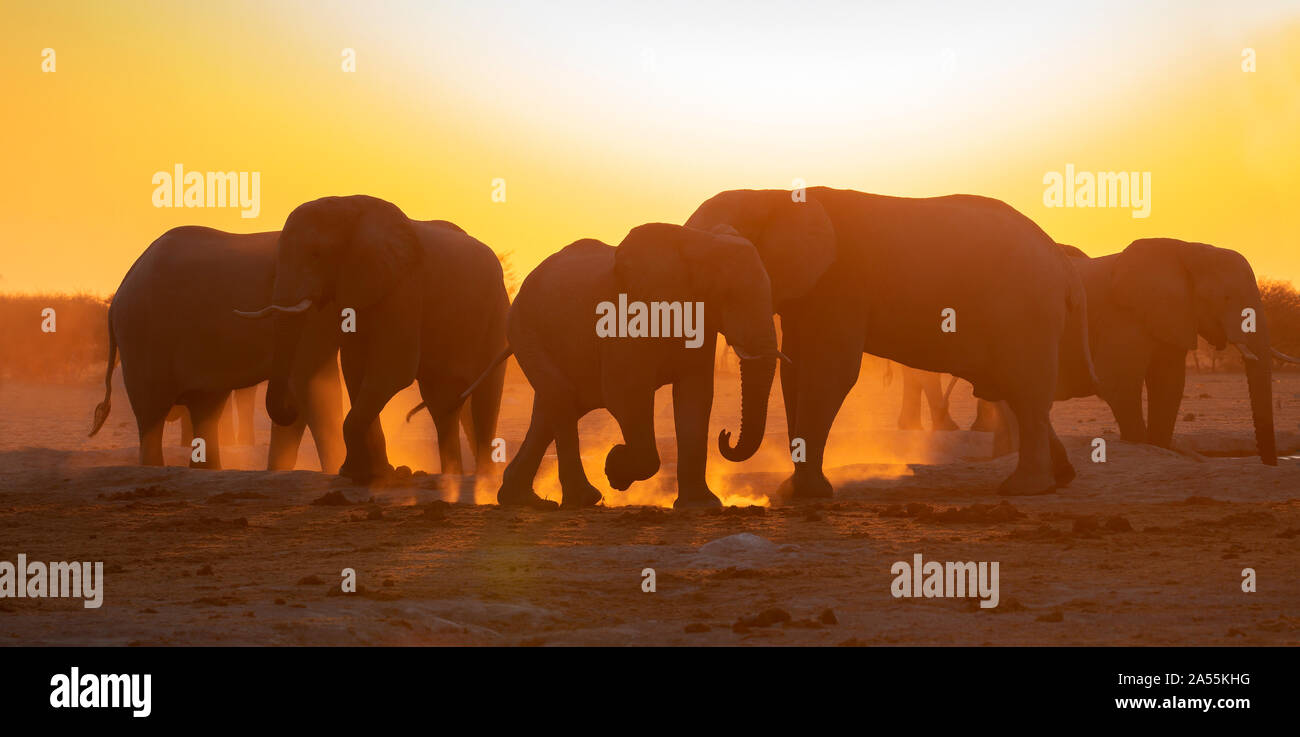 Elefante africano Foto de stock