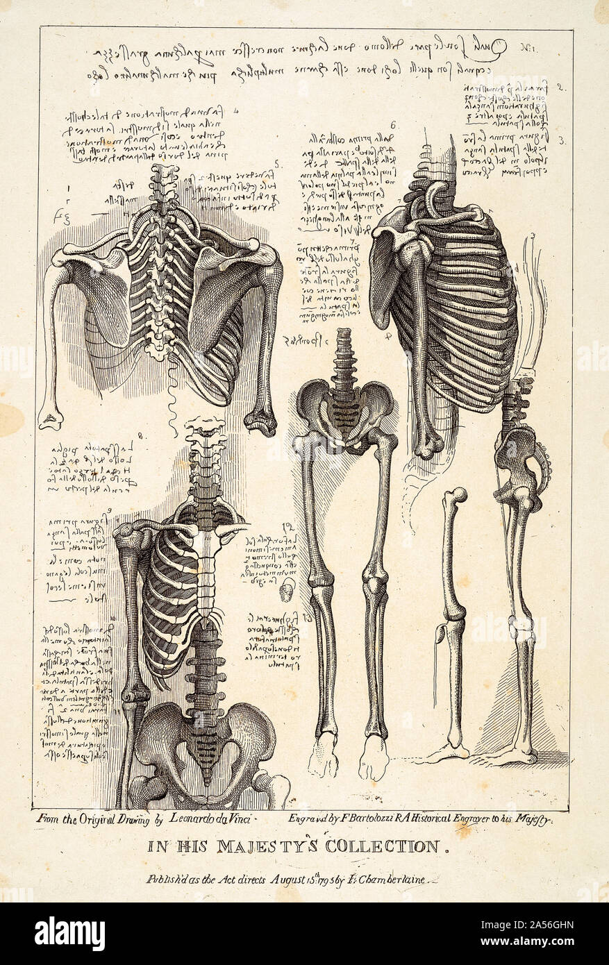 Francesco Bartolozzi después de Leonardo Da Vinci, Hoja de estudios anatómicos de Postcranial huesos (esqueleto), grabado, 1795 Foto de stock