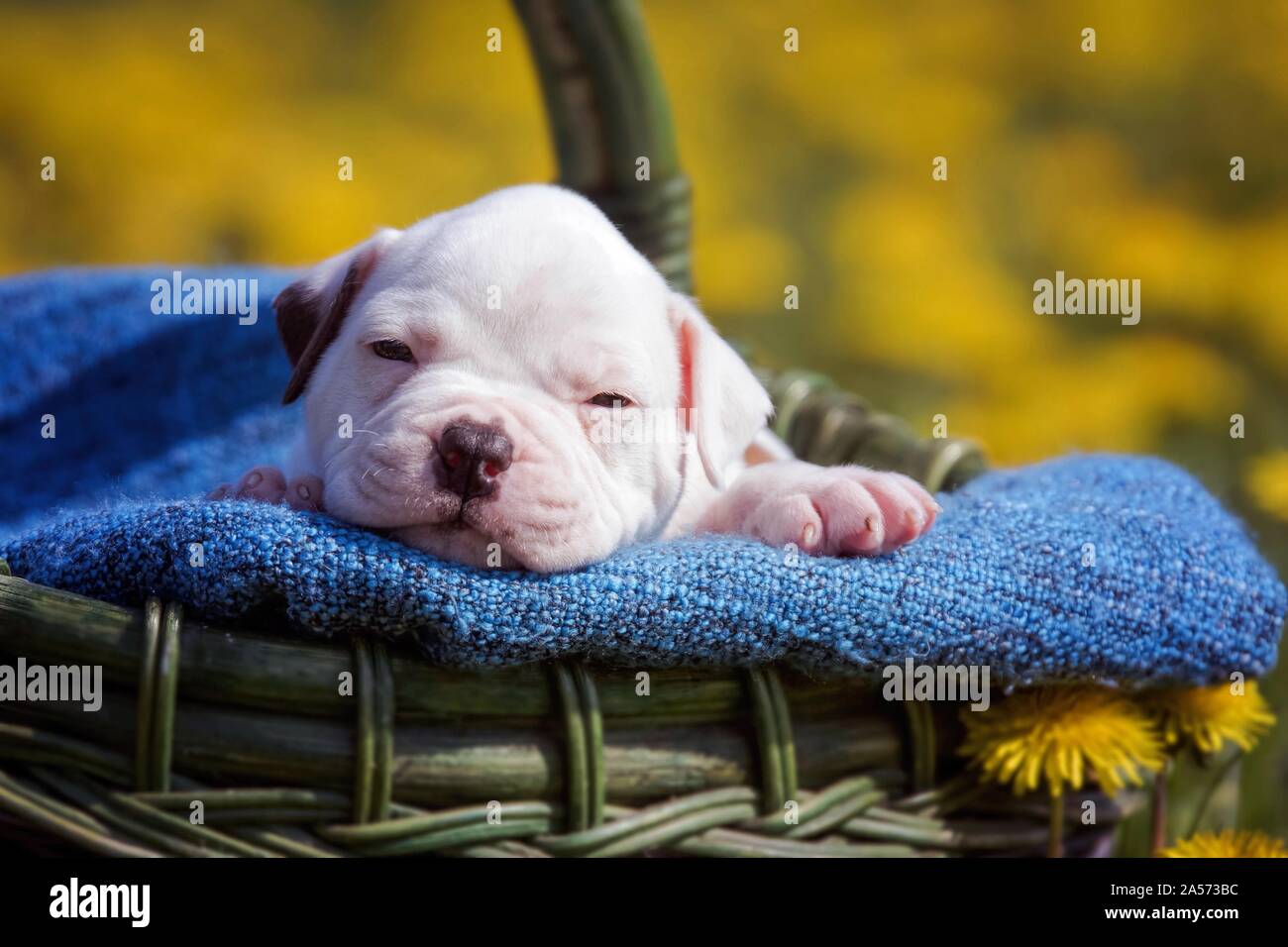 Cachorro bulldog americano en una cesta Foto de stock