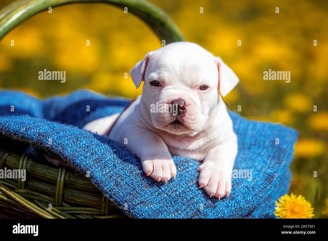Cachorro bulldog americano en una cesta Foto de stock