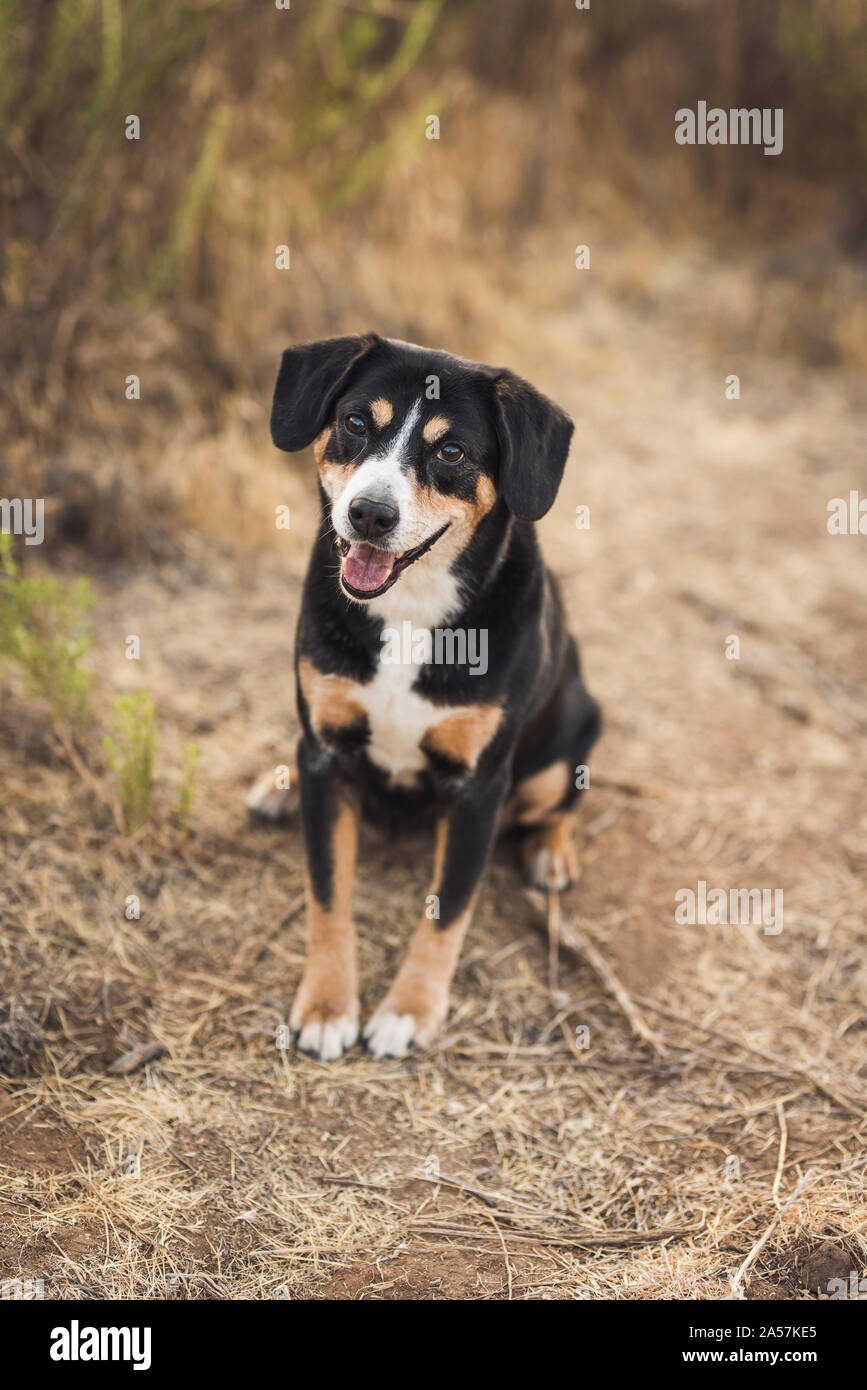 Feliz perro tricolor con orejas largas y cabeza inclinada hacia afuera Foto de stock