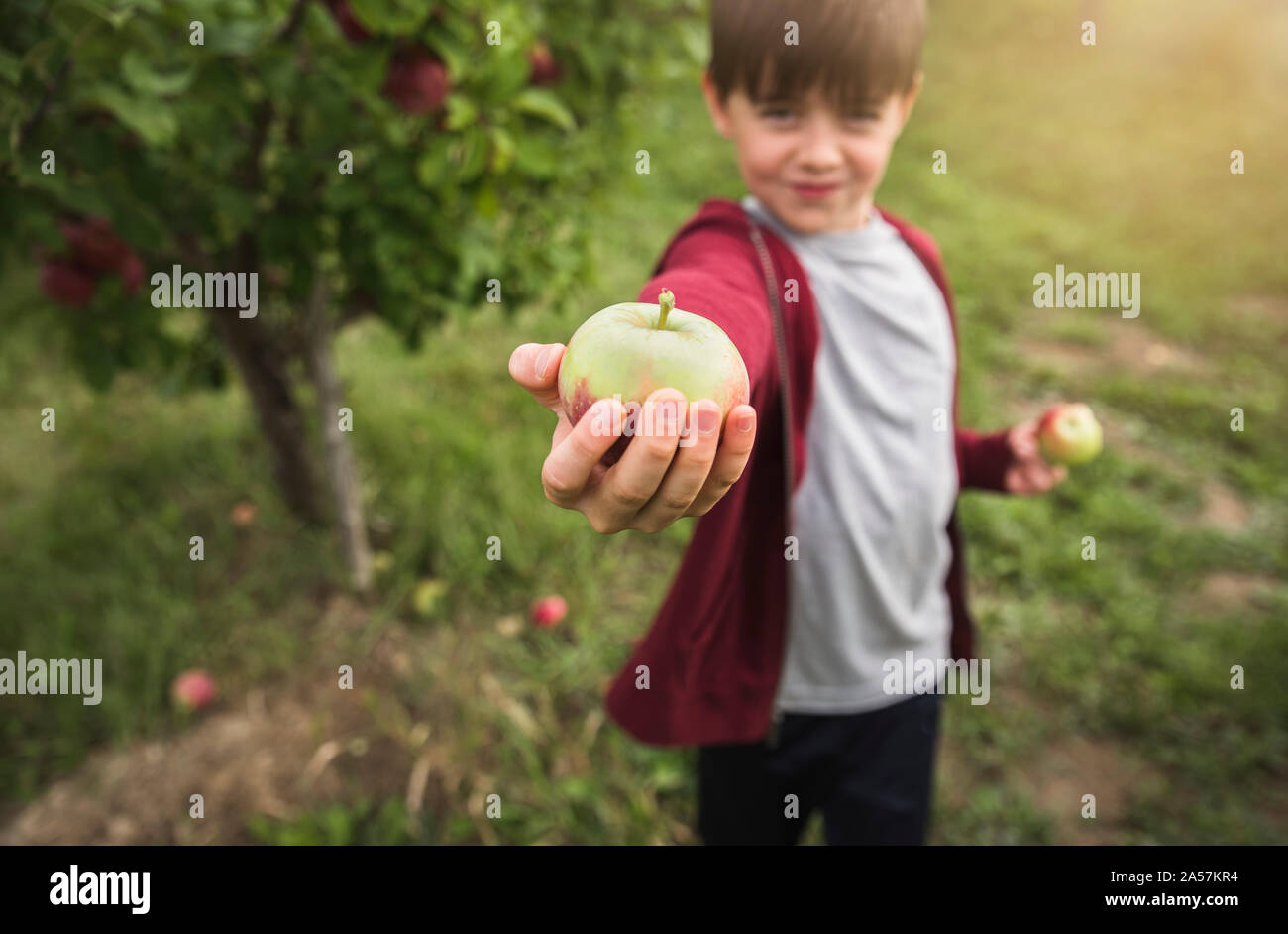 Niño sosteniendo recogido fresco apple sobre el brazo extendido junto a un árbol de manzanas. Foto de stock
