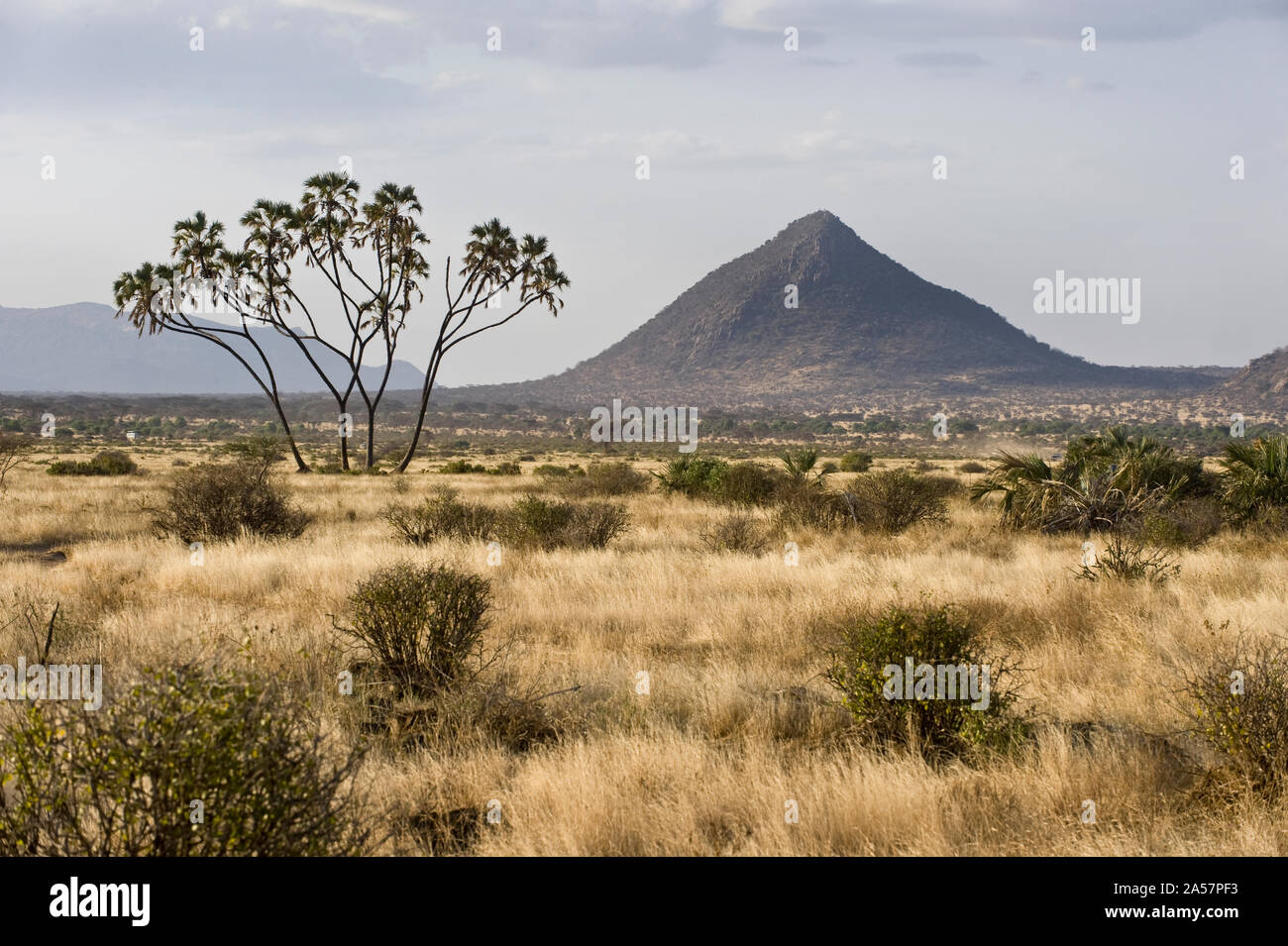 El campo y la montaña, la Reserva Nacional de Samburu, Kenia Foto de stock