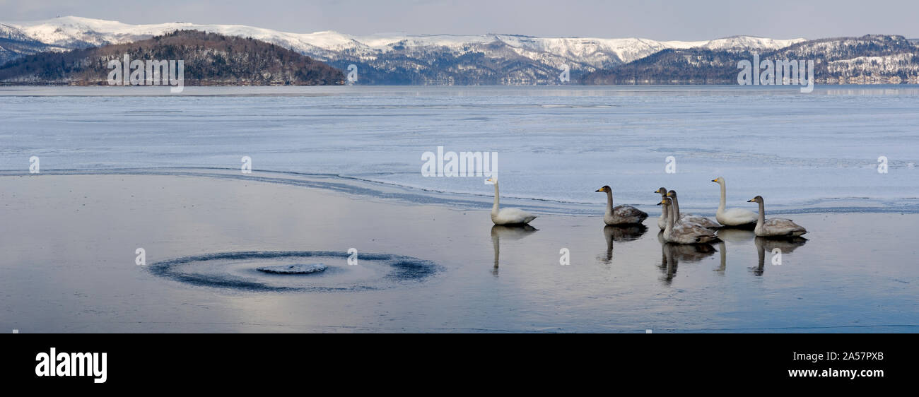Cisnes cantores (Cygnus cygnus) en el lago congelado, el lago Kussharo, Parque Nacional Akan, en Hokkaido, Japón Foto de stock