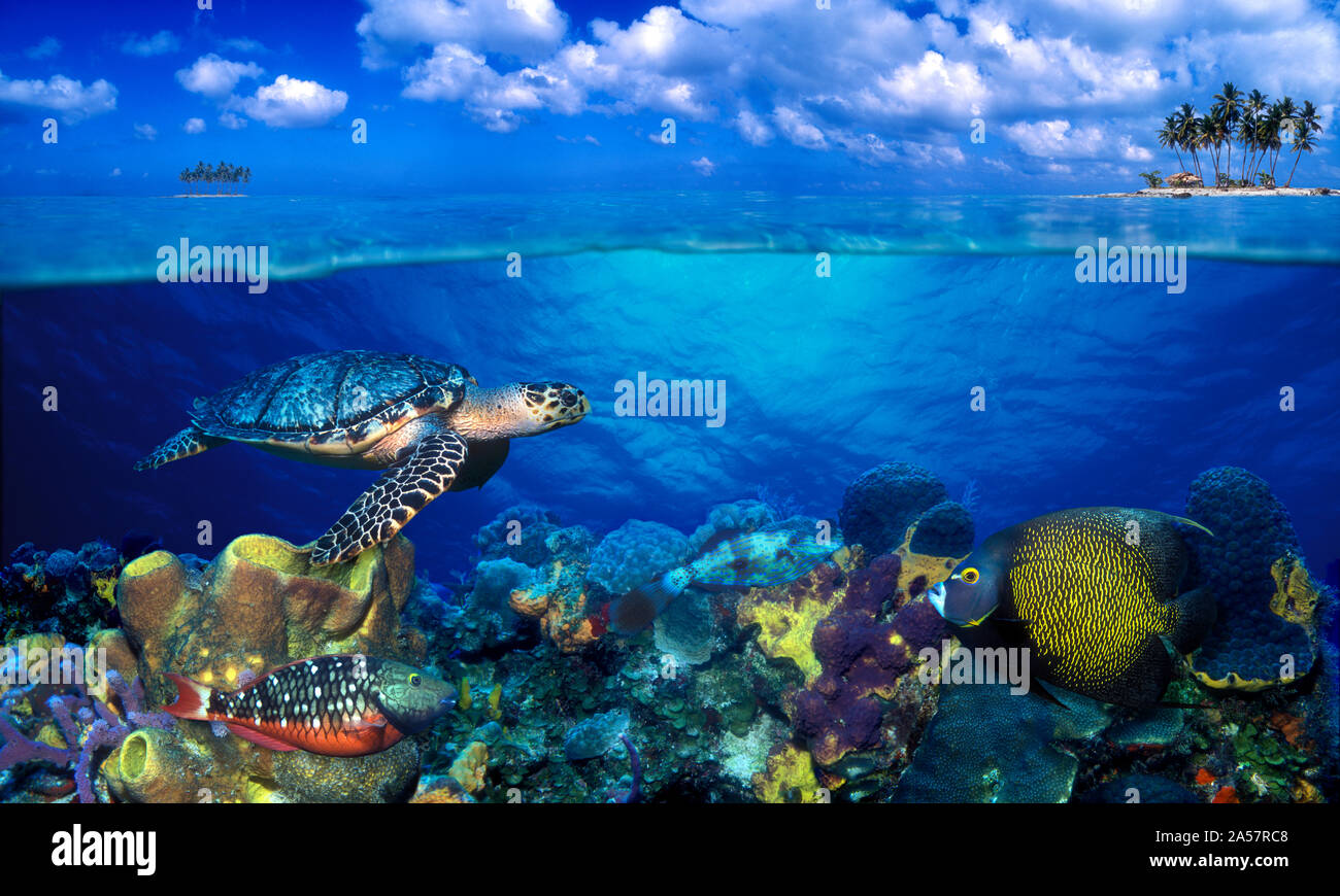 Semáforo (pez loro Sparisoma viride) con el pez ángel francés (Pomacanthus paru) y garabateado Filefish (Aluterus scriptus) debajo del agua Foto de stock