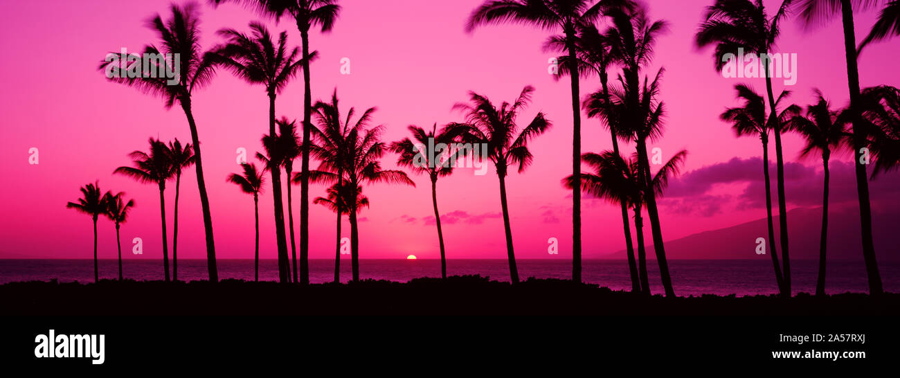 Silueta de palmeras al anochecer, Hawaii, EE.UU. Foto de stock