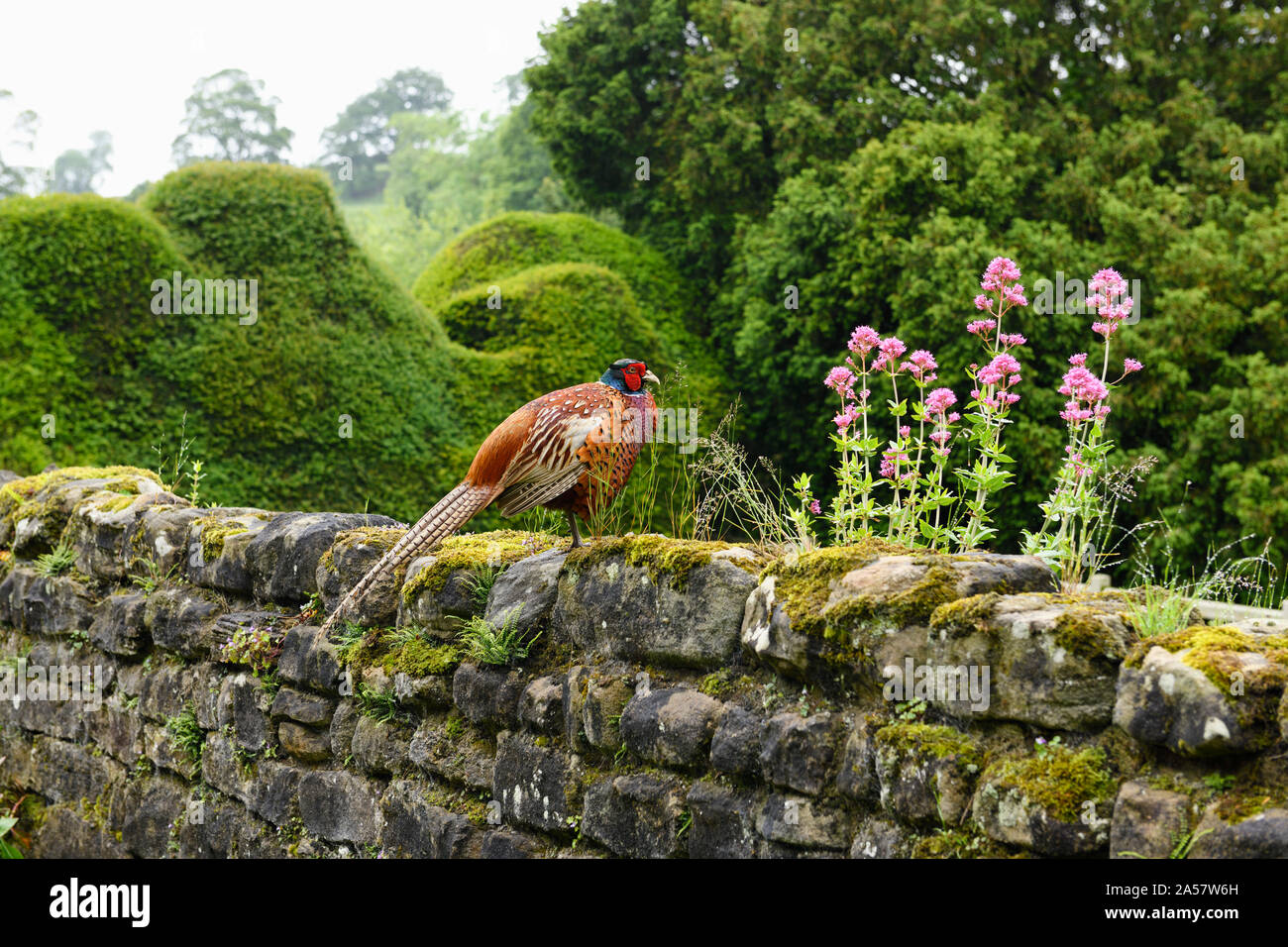 Colorido Anillo macho faisán cuello sobre la valla de piedra con valeriana roja en las fuentes Abadía jardín de hierbas y Orchard North Yorkshire, Inglaterra Foto de stock