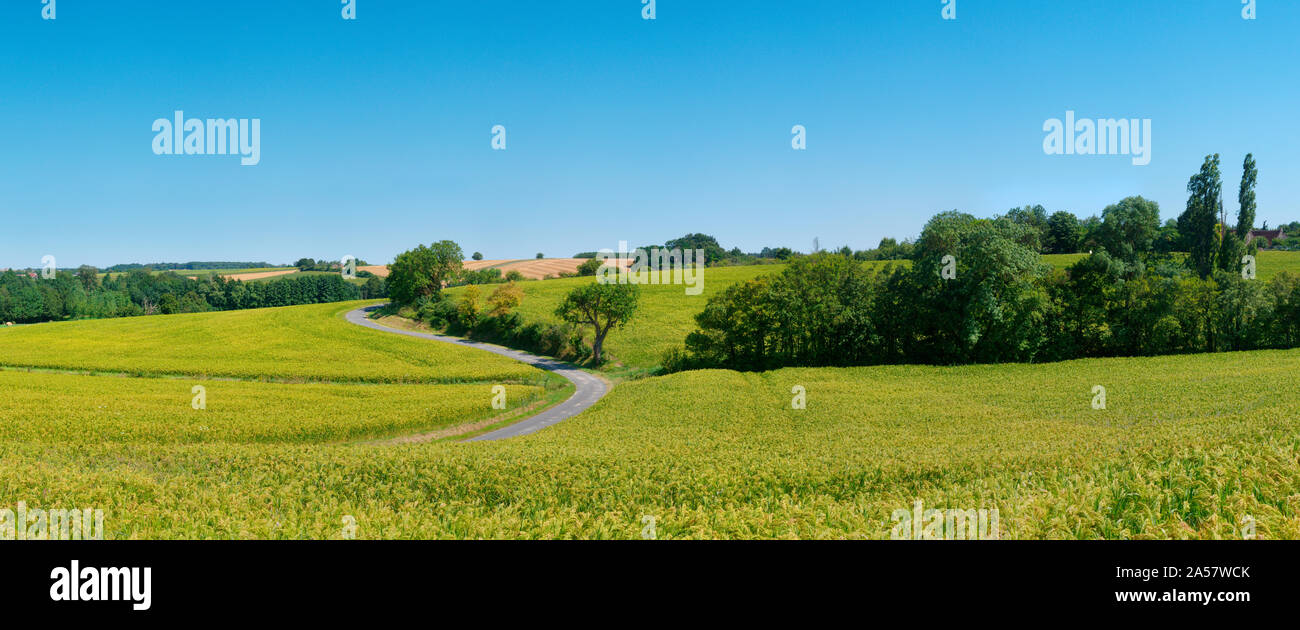 Camino de tierra que pasa a través de un campo de lino, Loir-et-Cher, Valle del Loira, Francia Foto de stock