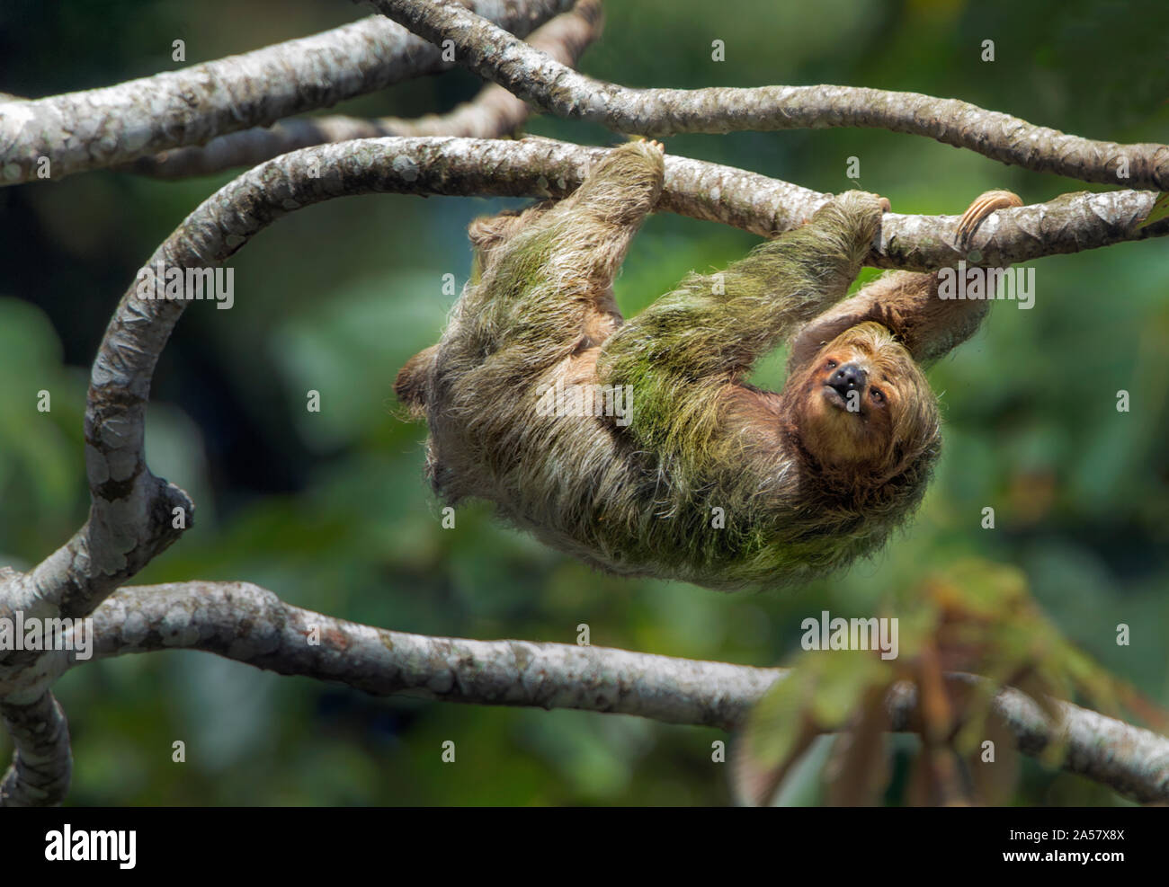 Three-Toed Sloth (Bradypus tridactylus) colgando en la rama, Sarapiquí, Costa Rica Foto de stock