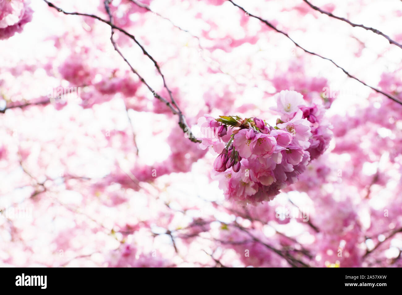 Flor de Cerezo / Sakura Foto de stock