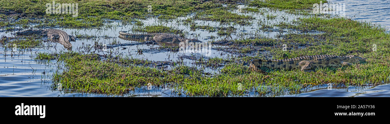 A lo largo de cocodrilo del río Chobe, Botswana Foto de stock