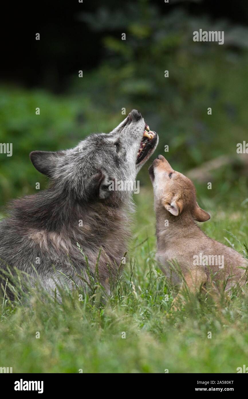 Lobo llorando fotografías e imágenes de alta resolución - Alamy