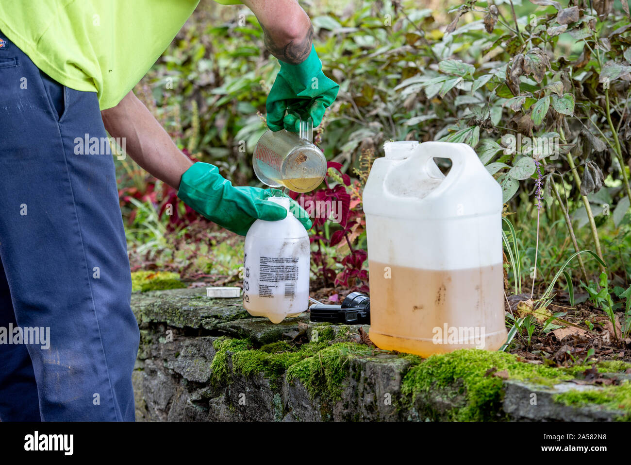 ARBORIST TRYCLOPYR mezcla herbicida para tratar Ailanthus altissima árboles  para completar la extracción, Pennsylvania Fotografía de stock - Alamy