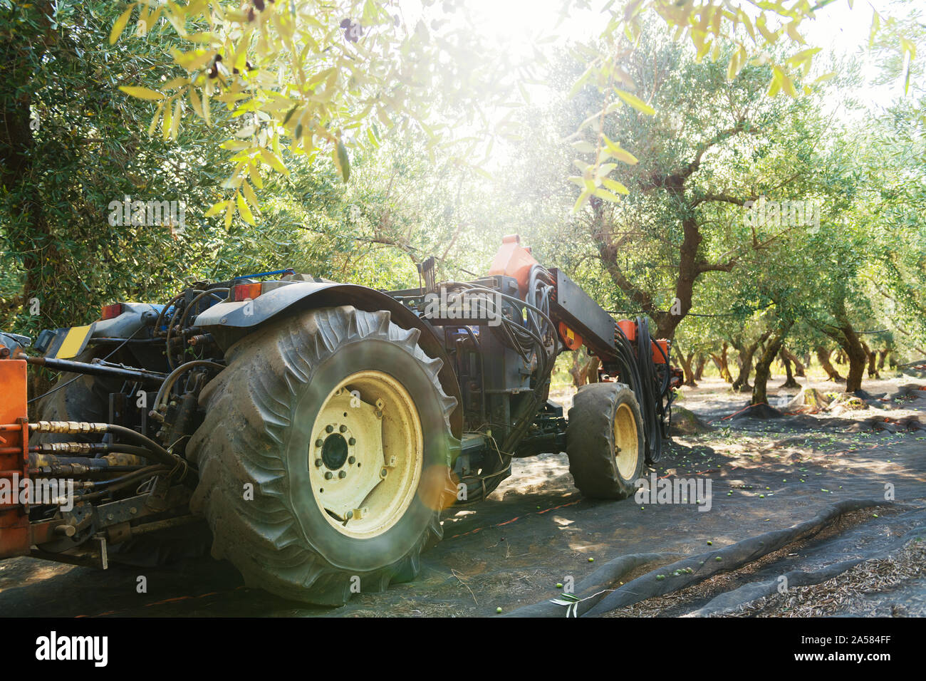 Cosecha de aceituna en Salento, Puglia, Italia. La máquina del sacudidor  sacude el olivo. El trabajo agrícola tradicional. Hermoso paisaje  Fotografía de stock - Alamy