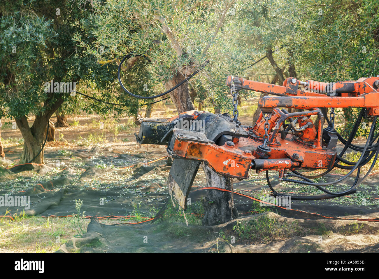 Cosecha de aceituna en Salento, Puglia, Italia. La máquina del sacudidor  sacude el olivo. El trabajo agrícola tradicional. Hermoso paisaje  Fotografía de stock - Alamy