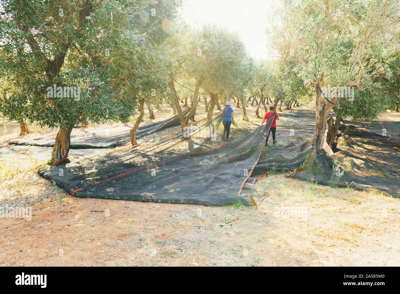 Cosecha de aceituna en Salento, Puglia, Italia. La máquina del sacudidor  sacude el olivo. El trabajo agrícola tradicional. Fondo de oliva Fotografía  de stock - Alamy